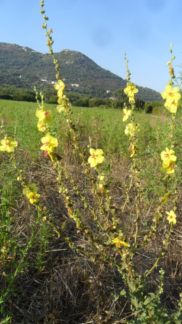 Fiore corso - Verbascum cfr.sinuatum